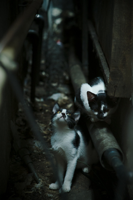 _猛龙队士气高昂，迎来关键比赛_，猛龙队百科