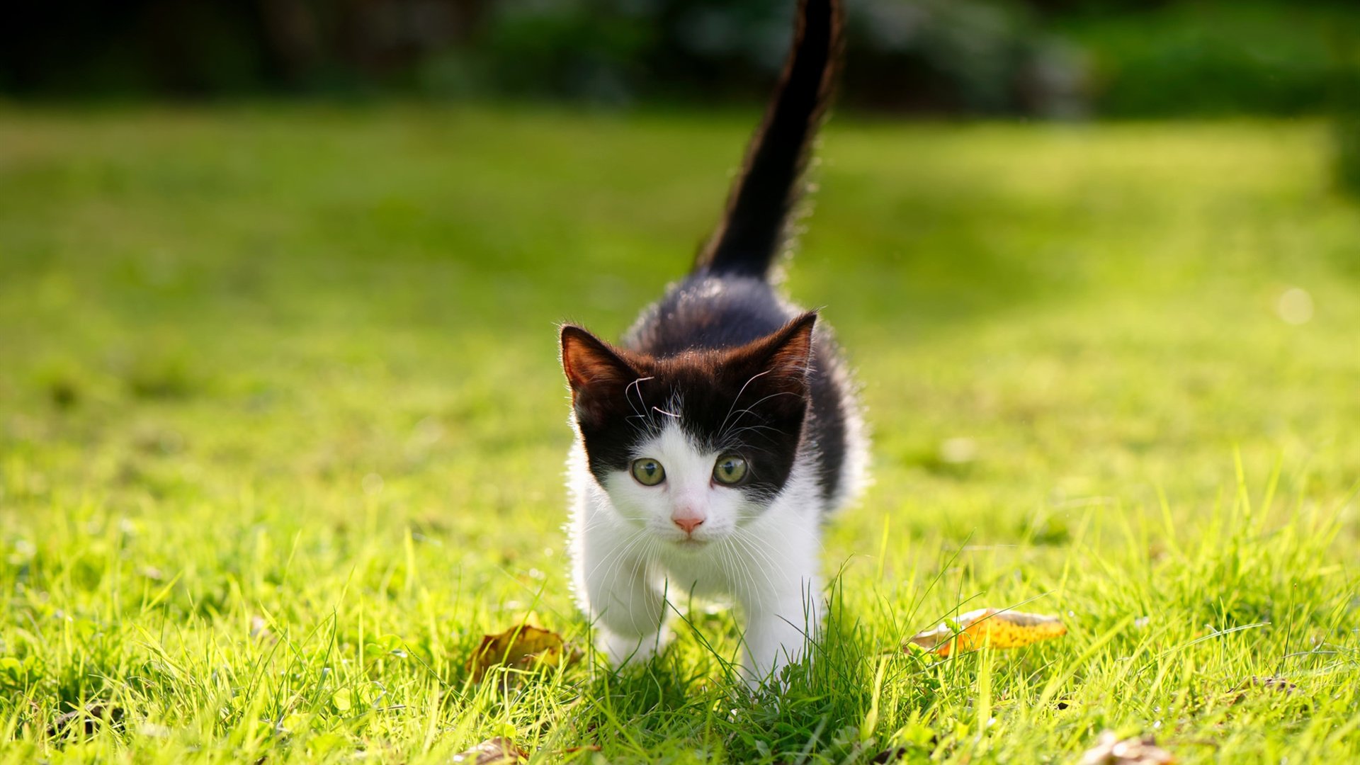 区块链让交易透明公正,联盟迈向新纪元,区块链透明吗